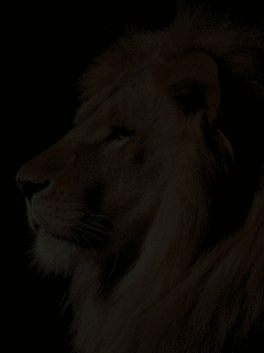 Animal Screensavers 0028